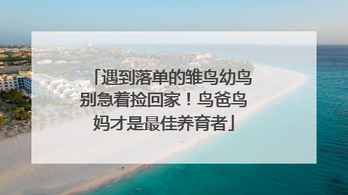遇到落单的雏鸟幼鸟别急着捡回家！鸟爸鸟妈才是最佳养育者